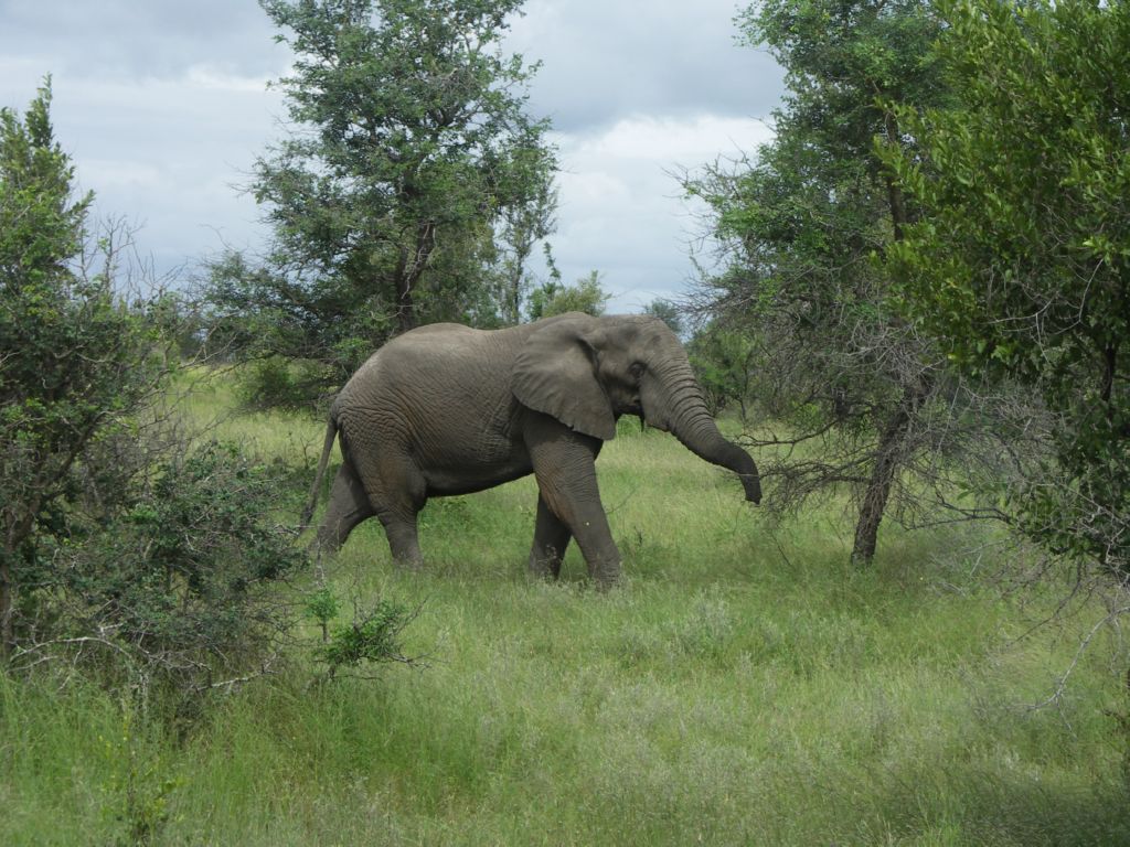 addo elefant 